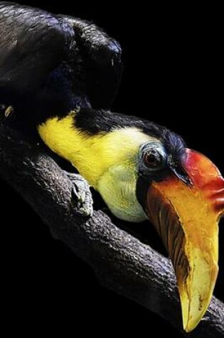 Cover of Solitary Perched Wrinkled Hornbill