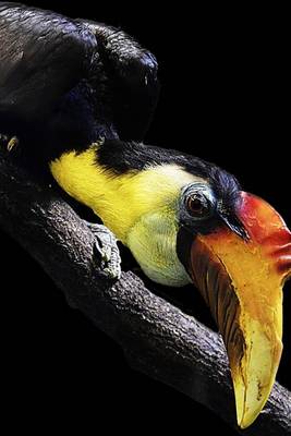 Book cover for Solitary Perched Wrinkled Hornbill