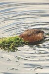 Book cover for Baby Beaver Cute Rocky Mountain Wildlife Photograph Wide-ruled School Composition Lined Notebook