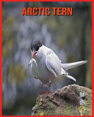 Book cover for Arctic Tern