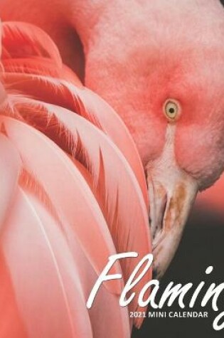 Cover of Flamingo