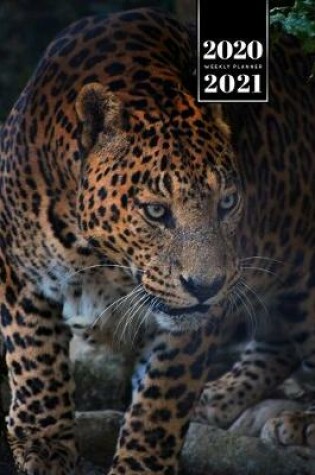 Cover of Panther Leopard Cheetah Cougar Week Planner Weekly Organizer Calendar 2020 / 2021 - Evil Eyes