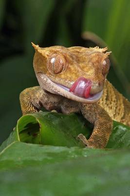 Book cover for Gecko Licking Its Lips, for the Love of Animals