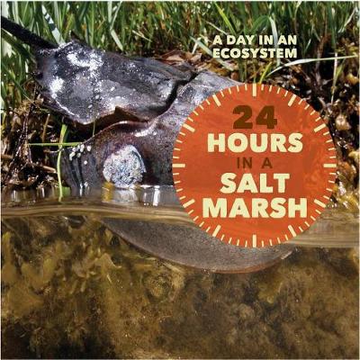 Book cover for 24 Hours in a Salt Marsh