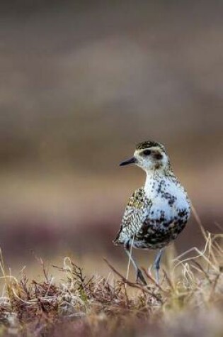 Cover of American Golden Plover Journal