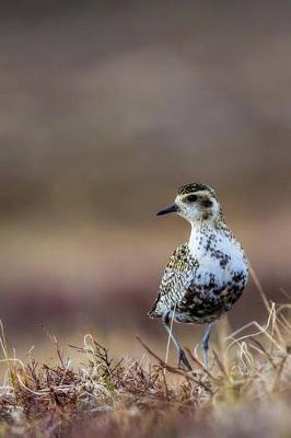 Book cover for American Golden Plover Journal