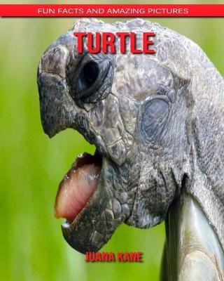 Book cover for Turtle