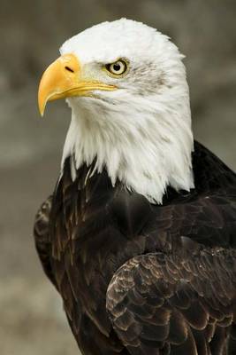 Book cover for Bald Eagle Bird Journal