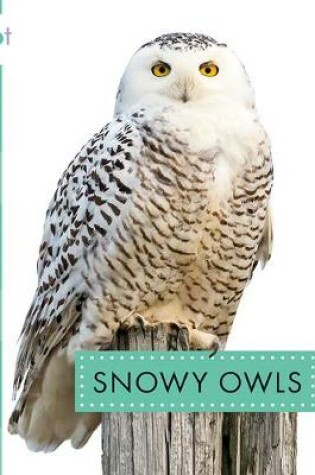 Cover of Snowy Owls