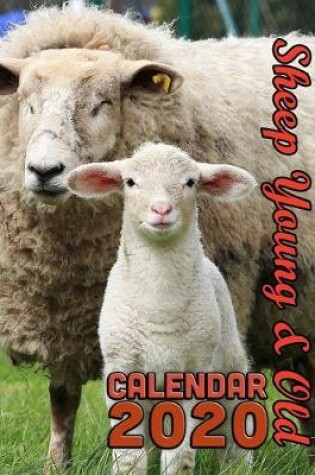 Cover of Sheep Young and Old Calendar 2020