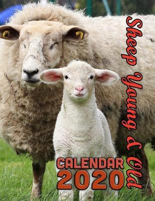 Book cover for Sheep Young and Old Calendar 2020