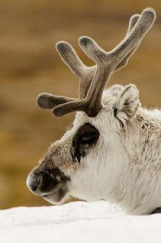 Cover of A Reindeer Up Close Journal