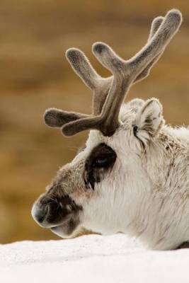 Book cover for A Reindeer Up Close Journal