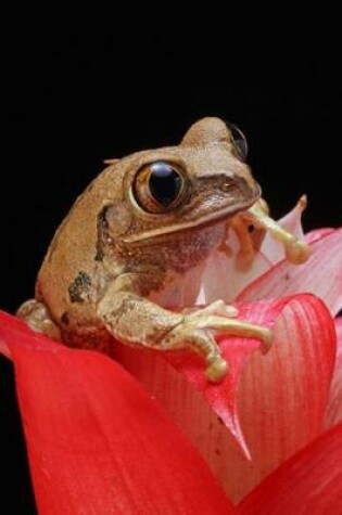 Cover of Little Marbled Reed Frog Amphibian Journal