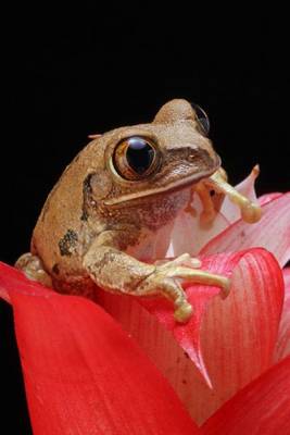 Book cover for Little Marbled Reed Frog Amphibian Journal