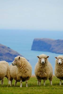 Book cover for Sheep Near a Cliff in New Zealand