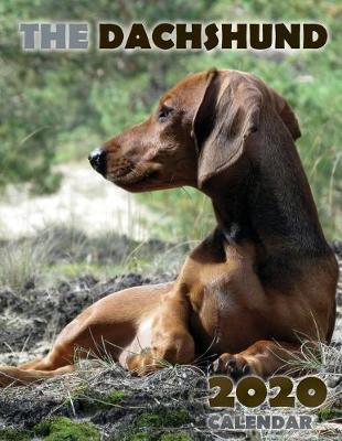 Book cover for The Dachshund 2020 Calendar