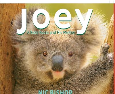 Book cover for Joey: A Baby Koala and His Mother