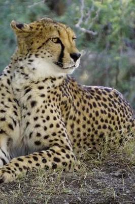 Book cover for Beautiful Resting Cheetah African Big Cat Journal