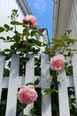 Book cover for Pink Roses on a White Picket Fence Journal