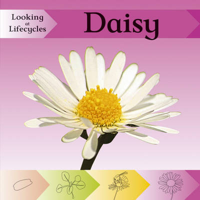 Cover of Looking at Lifecycles: Daisy