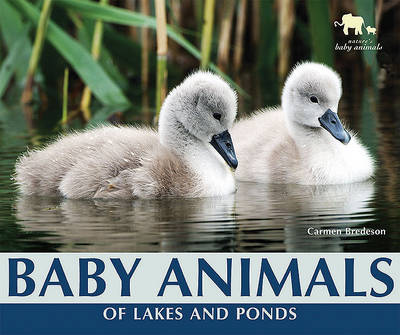 Book cover for Baby Animals of Lakes and Ponds