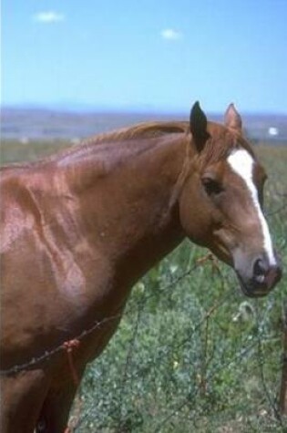 Cover of 2020 Daily Planner Horse Photo Equine Horse Pasture Scene 388 Pages