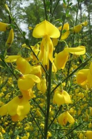 Cover of Cytisus Scoparius Common Scotch Broom Flower Blooming