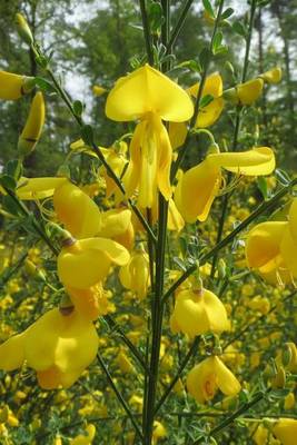 Book cover for Cytisus Scoparius Common Scotch Broom Flower Blooming