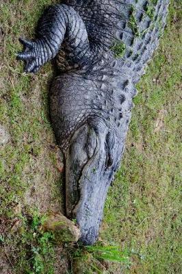 Book cover for An Alabama Alligator Journal