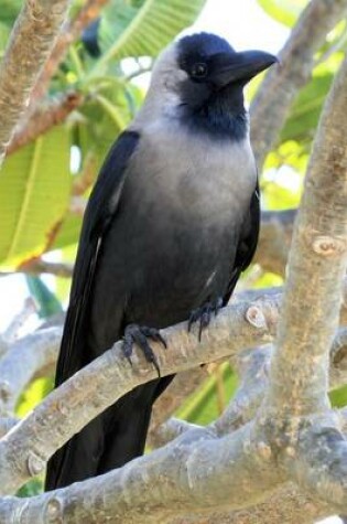 Cover of Black and White Pied Crow Bird Journal