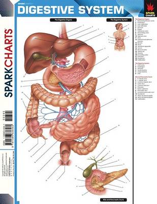 Book cover for Digestive System (Sparkcharts)