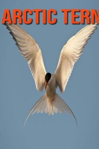 Cover of Arctic Tern