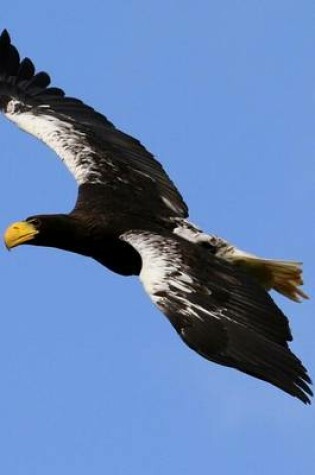 Cover of Stellar Sea Eagle Flying in the Blue Sky