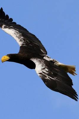 Book cover for Stellar Sea Eagle Flying in the Blue Sky