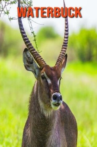 Cover of Waterbuck