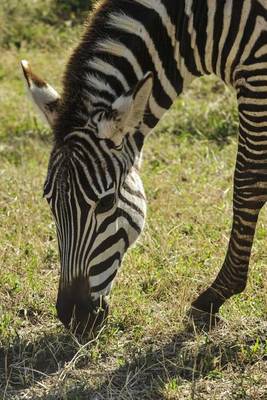 Book cover for Zebra African Animal Journal