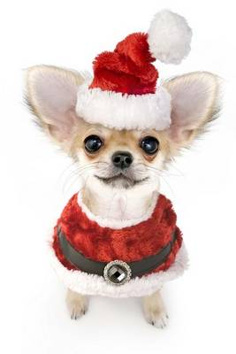 Book cover for A Christmas Chihuahua or Senor Santa Claus