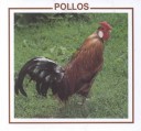 Cover of Pollos