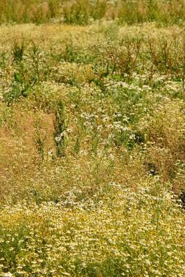 Book cover for Chamomile Tea Field