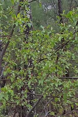 Cover of Journal Trees First Spring Leaves Woods