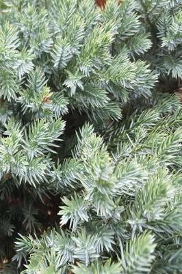 Book cover for Journal Spruce Evergreen Bush Needles