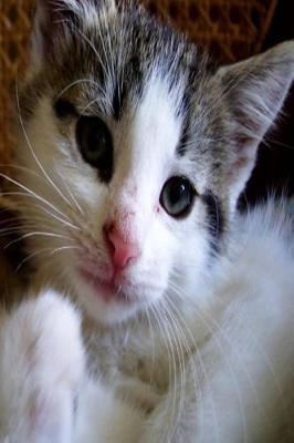 Cover of Cute Kitten Journal Cat Photo