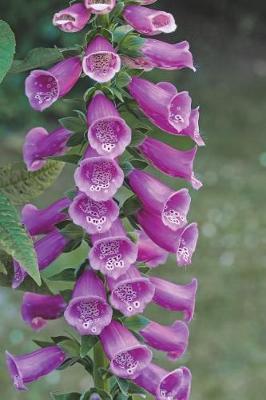 Book cover for Extra Pretty Thimble Common Foxglove Flowers Journal