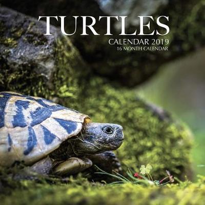 Book cover for Turtles Calendar 2019