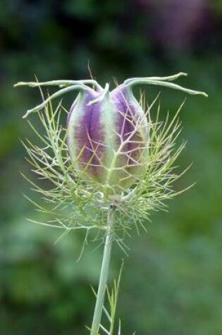 Cover of Purple Nigella damascena Boll Journal