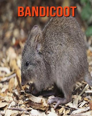 Book cover for Bandicoot