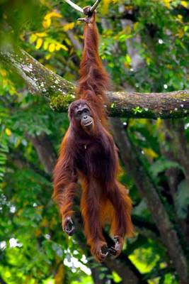 Book cover for Borneo Orangutan Just Hanging Out Journal