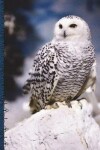 Book cover for Snowy Owl Creative Journal