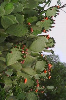 Book cover for A Massive Blooming Cactus